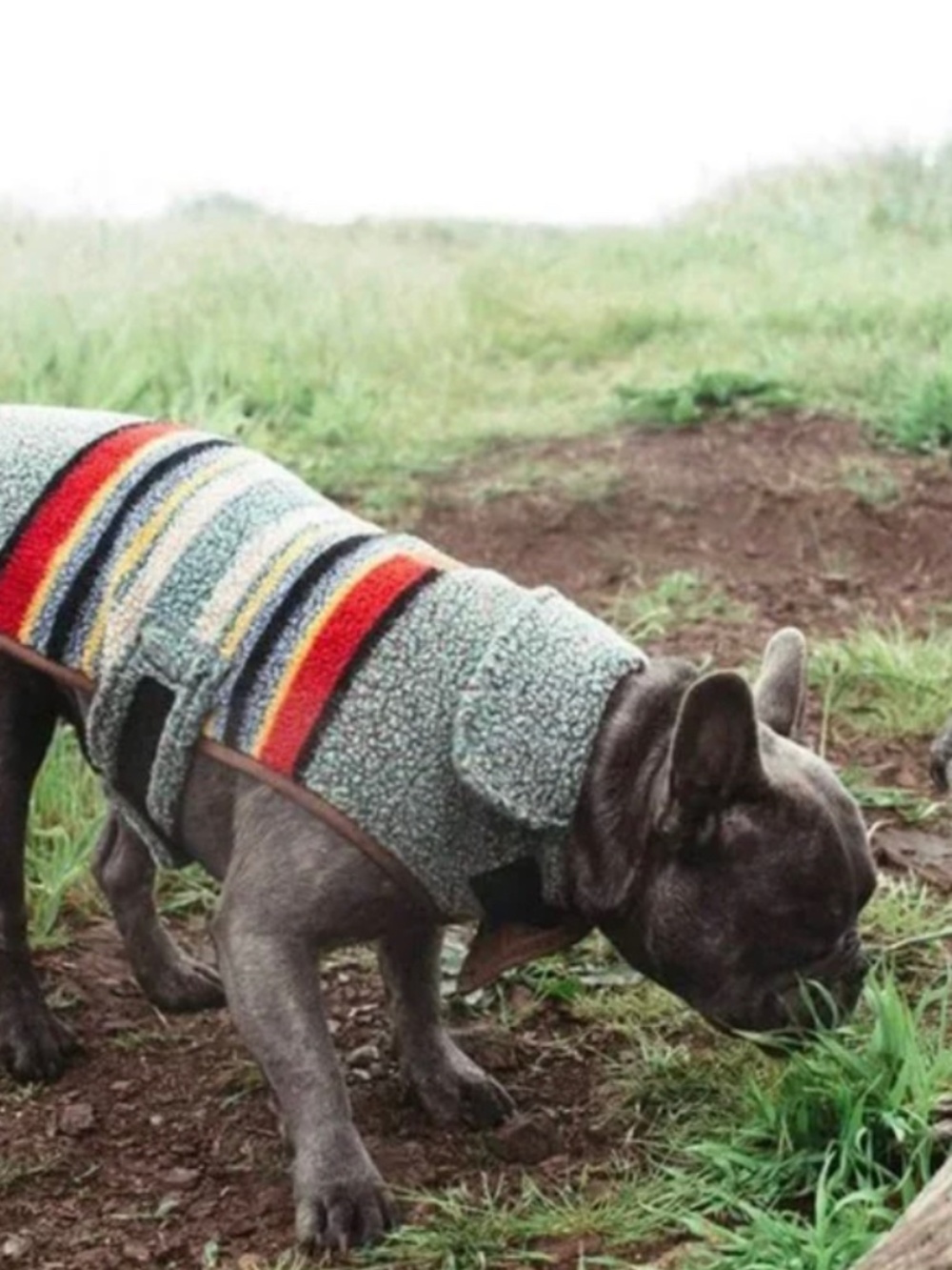 Pendleton Dog Coat sz S